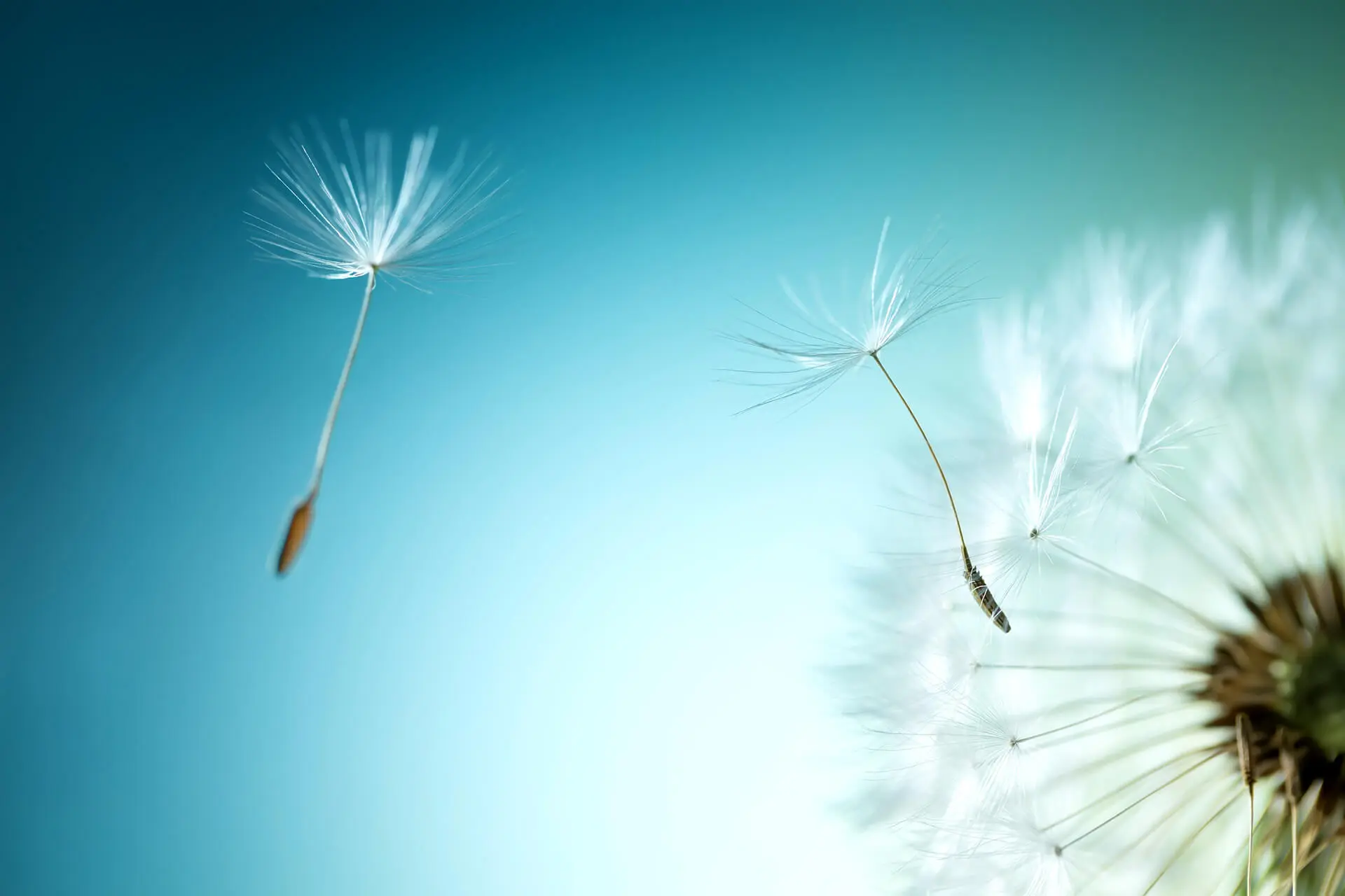 Nahaufnahme von einer Pusteblume im Wind
